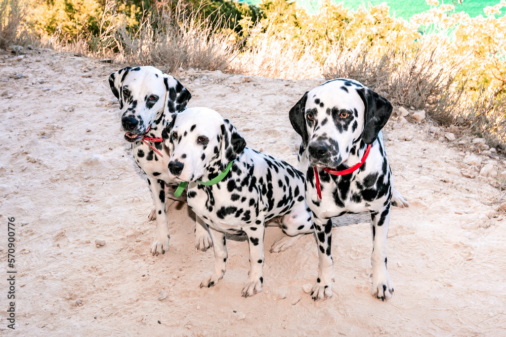 Three obedient Dalmatian dogs sit on the background of the azure sea and look at their owner. Two dogs in red collars, one in green. Concept of holidays and trips to the sea with Pets