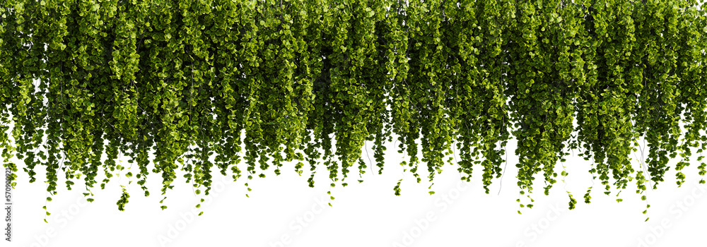 Bunch of green leaves hanging from the ceiling on white transparent background. 3D rendering illustration. - obrazy, fototapety, plakaty 
