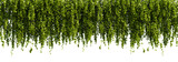 Bunch of green leaves hanging from the ceiling on white transparent background. 3D rendering illustration.