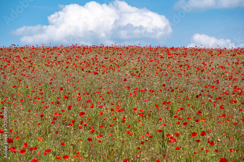 Red poppy flowers photo