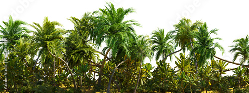 Group of palm trees that are next to each other on white transparent background. 3D rendering illustration.