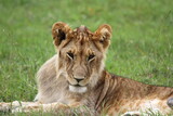 Cute sleepy lion cub rests on green grass looking into camera 