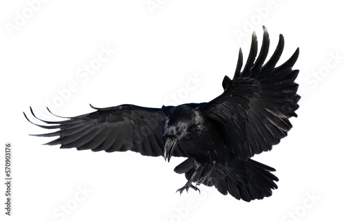 Fotografija A beautiful raven (Corvus corax) in flight