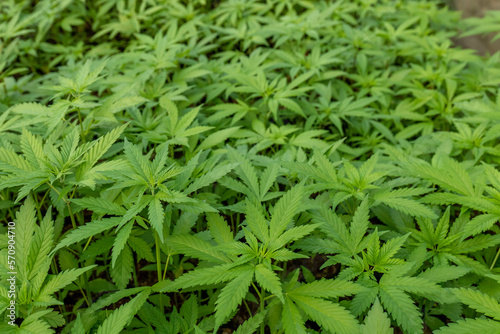 Marijuana leaves  cannabis leaves green background  beautiful background