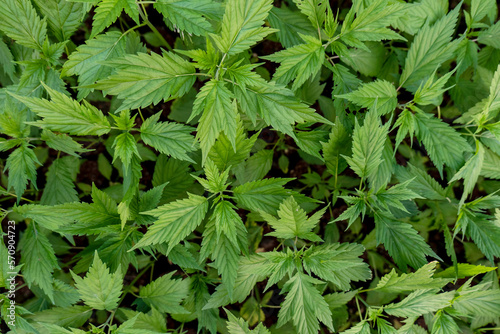 Marijuana leaves, cannabis leaves green background, beautiful background