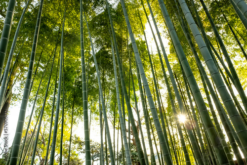 Bamboo forest and sun rays.