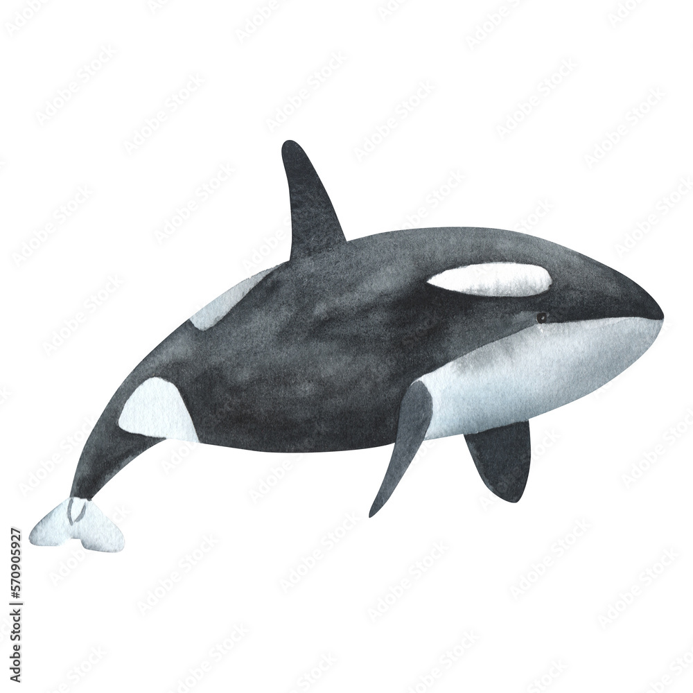 Watercolor killer whale isolated on white background. Hand-painted ...