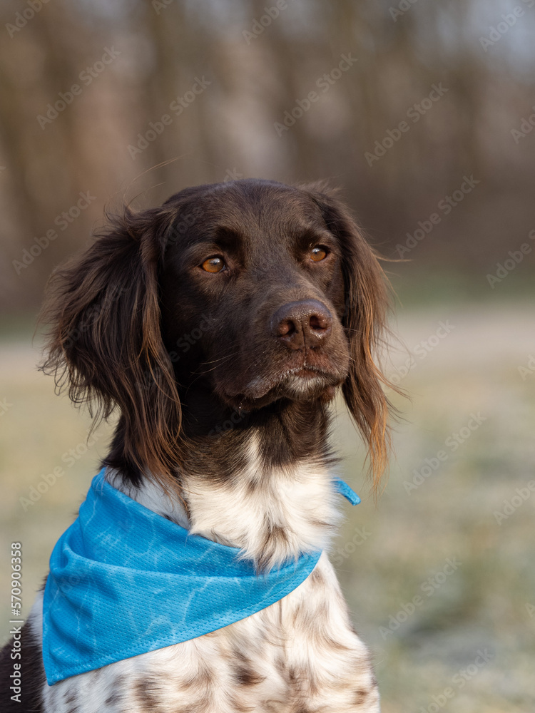 Portait of a dog with blue bandana