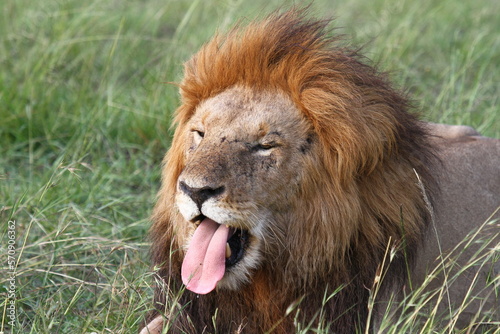 Fototapeta Naklejka Na Ścianę i Meble -  Portrait of a lion with huge mane showing his togue