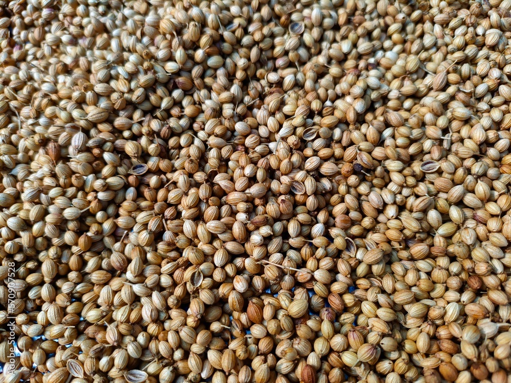 whole coriander seeds spread out kept for drying in sunlight whole coriander seeds spread out kept for drying in sunlight