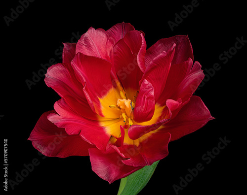 Red blooming tulip with green stem and leaf isolated on black background. Studio close-up shot.