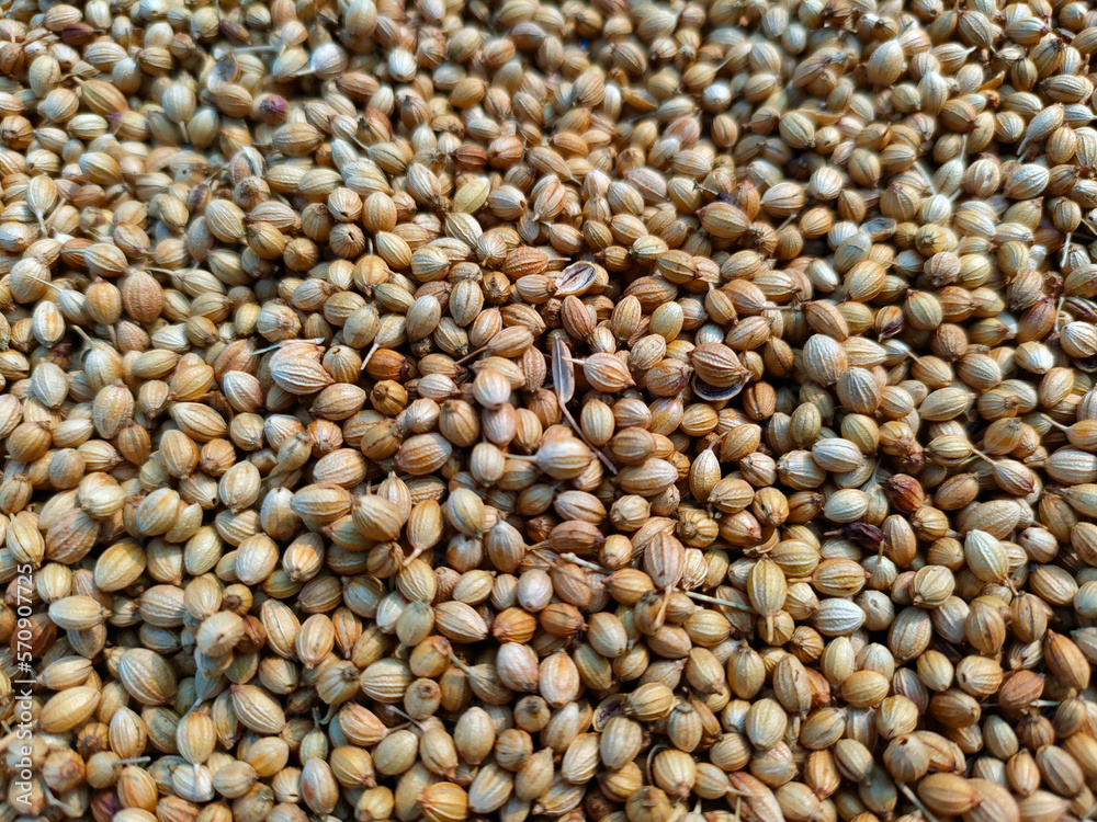 whole coriander seeds spread out kept for drying in sunlight whole coriander seeds spread out kept for drying in sunlight