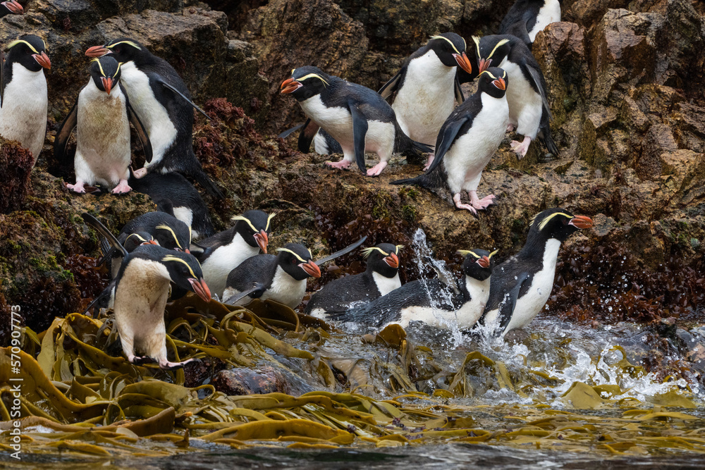 Fototapeta premium Snares penguins, Eudyptes robustus, penguins, bird, birds, 