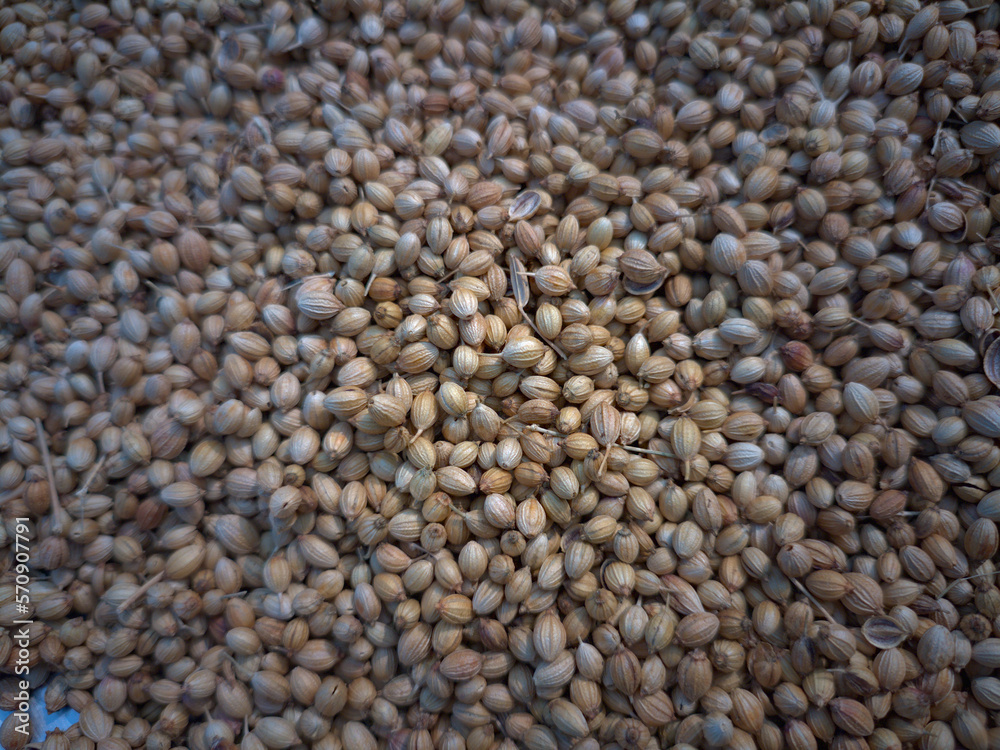 whole coriander seeds spread out kept for drying in sunlight whole coriander seeds spread out kept for drying in sunlight