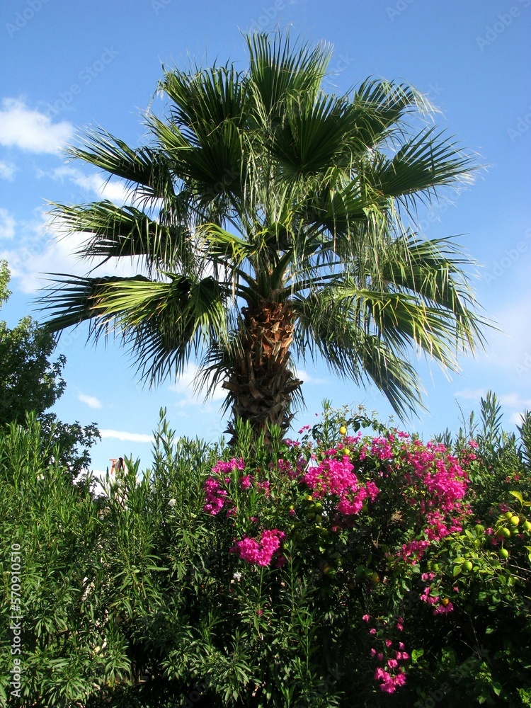 beautiful view on flowers and palm tree in Turkey
