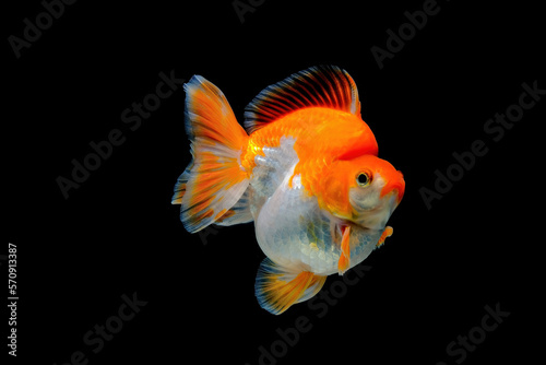 goldfish in aquarium © Riadi
