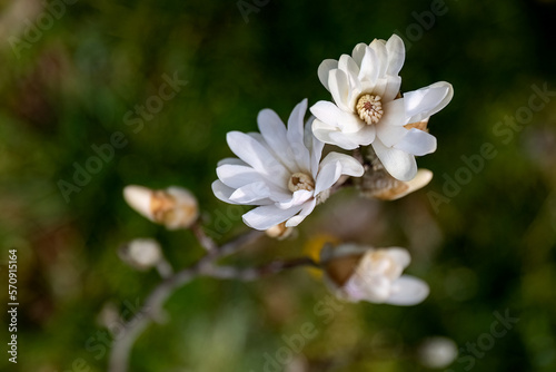 Magnolia stellata or star magnolia white flowers in the garden design.