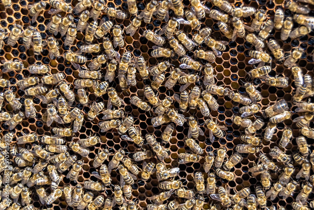 Abstract hexagon structure is honeycomb from bee hive filled Abstract hexagon structure is honeycomb from bee hive filled