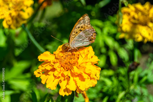 Beautiful flower butterfly monarch on background meadow