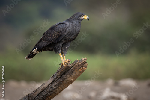 The common black hawk (Buteogallus anthracinus) is a bird of prey in the family Accipitridae, which also includes the eagles, hawks, and Old World vultures.