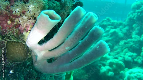 organ pipe coral in sea photo