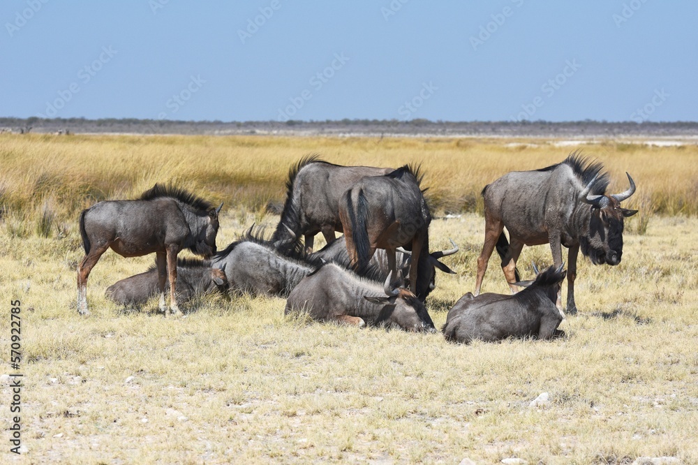 Eine Gnuherde zieht durch die Savanne im Etoscha Nationalpark in Namibia. Eine Gnuherde zieht durch die Savanne im Etoscha Nationalpark in Namibia.