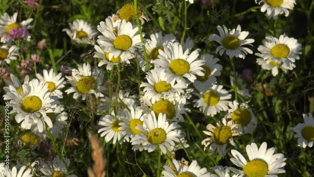 Southern Urals, blooming ox-eye daisy (Leucanthemum vulgare) in the meadow.