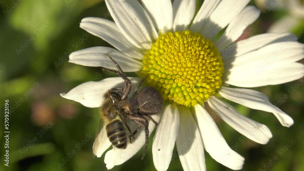 South Urals, spider with a trapped bee on a blooming ox-eye daisy (Leucanthemum vulgare). South Urals, spider with a trapped bee on a blooming ox-eye daisy (Leucanthemum vulgare).