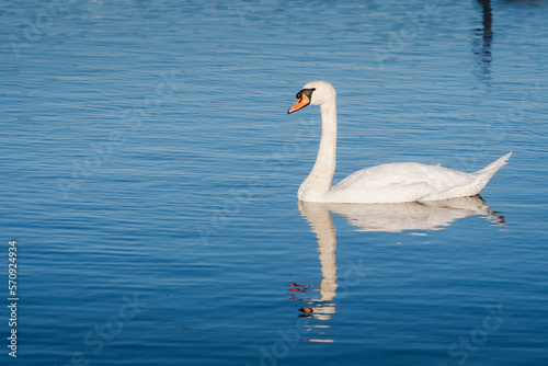 Fototapeta Naklejka Na Ścianę i Meble -  cygne blanc et son reflet sur l'eau