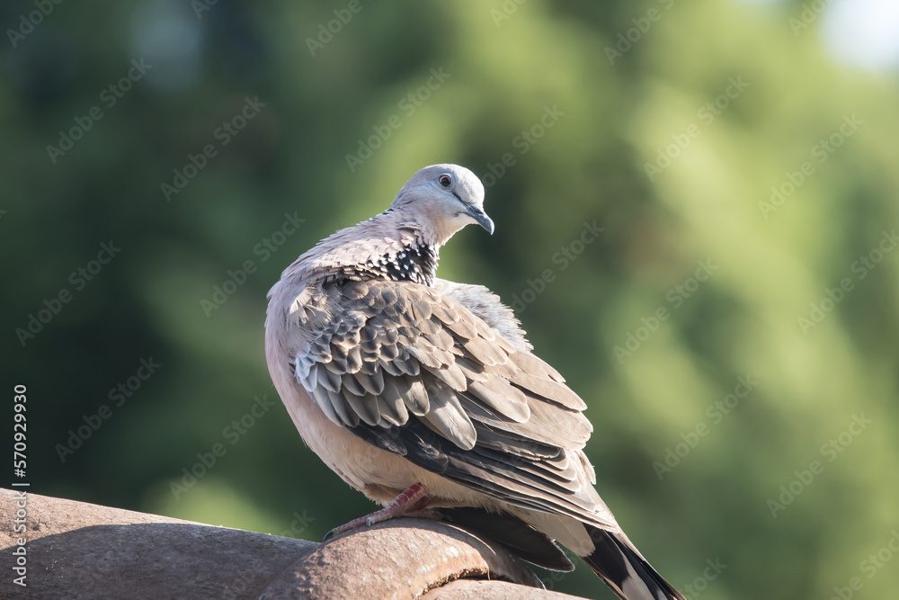 Obraz premium Brown Pigeon sitting on house roof