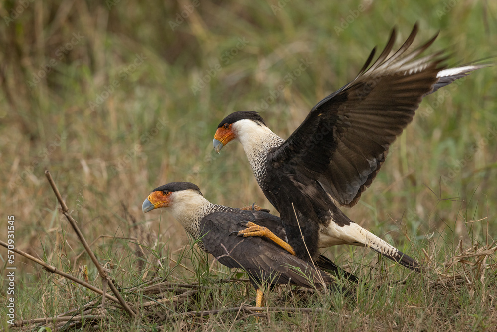 Obraz premium The crested caracara (Caracara plancus) is a bird of prey in the family Falconidae. It is found from the southern United States through Central and South America to Tierra del Fuego.