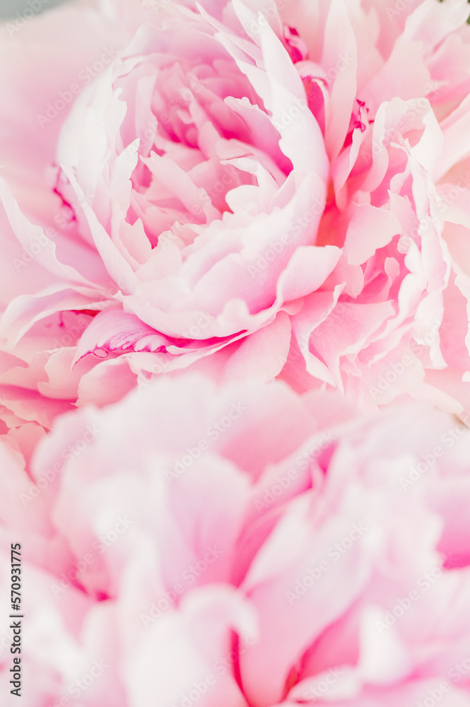 Obraz premium Fresh bunch of pastel pink Peony flowers and petals in macro