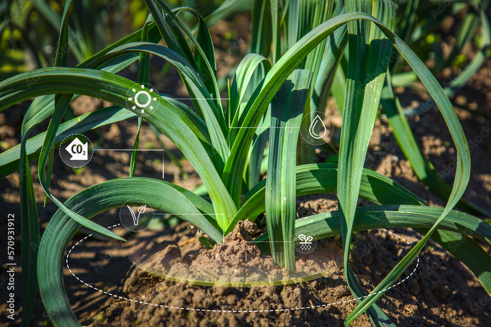 Obraz premium Young raw leeks plant on ground background with mineral nutrient digital icon. Micronutrients for plant nutrition. Life cycle of plants.