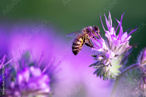 Bee on a purple flower. Close-up. Copy space © PanArt
