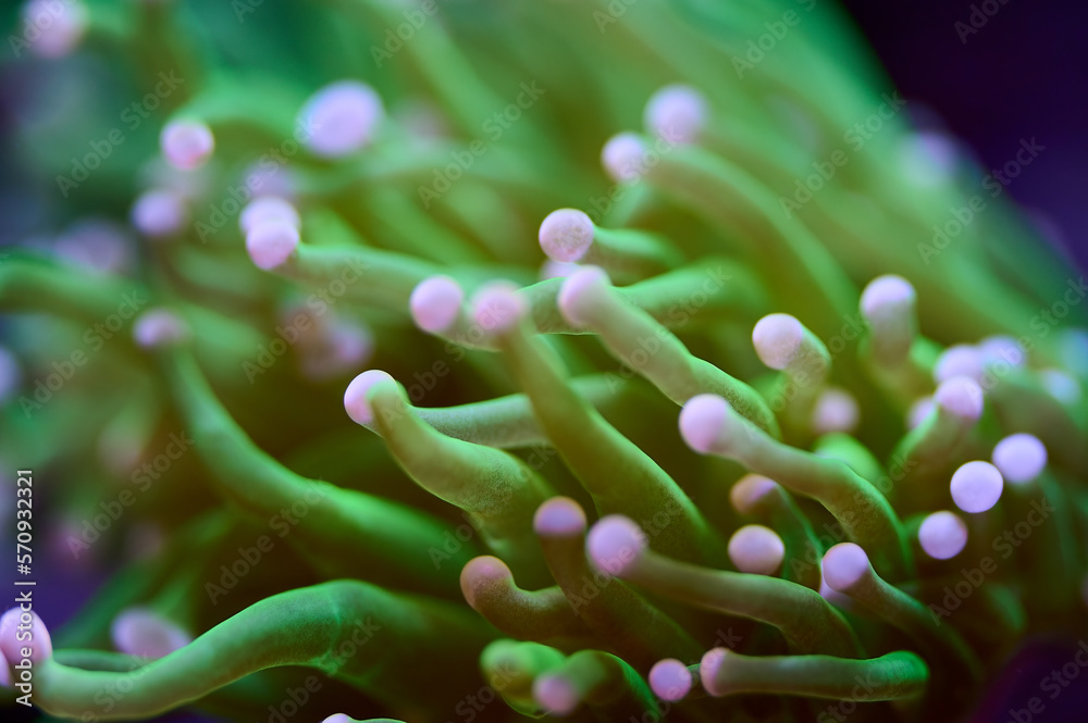 Green and purple saltwater Torch coral soft focus Green and purple saltwater Torch coral soft focus