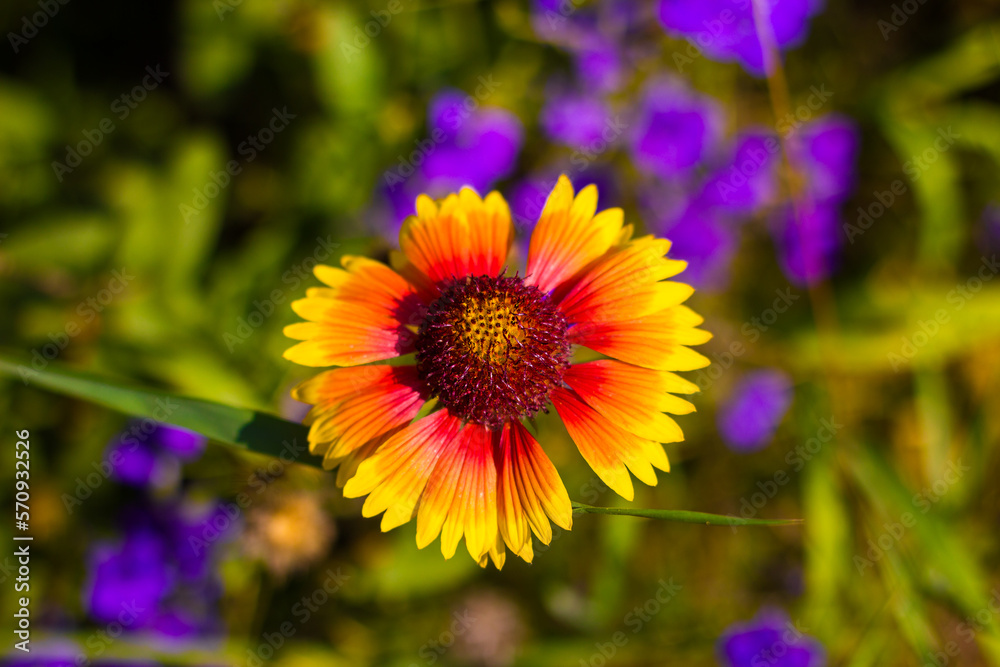 a yellow-red Gaillardia flower with large petals against a green-purple blurred background with bokeh, shot from above in close-up in bright sunny weather a yellow-red Gaillardia flower with large petals against a green-purple blurred background with bokeh, shot from above in close-up in bright sunny weather
