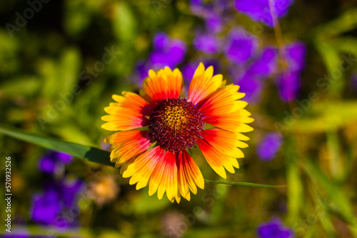 a yellow-red Gaillardia flower with large petals against a green-purple blurred background with bokeh, shot from above in close-up in bright sunny weather