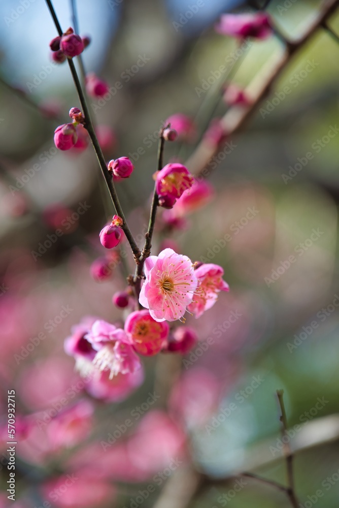 梅の花 梅の花