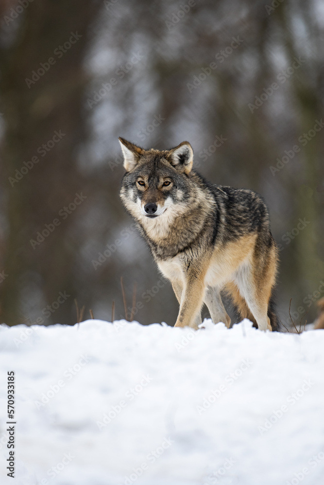 Wolf in the forest with winter background Wolf in the forest with winter background