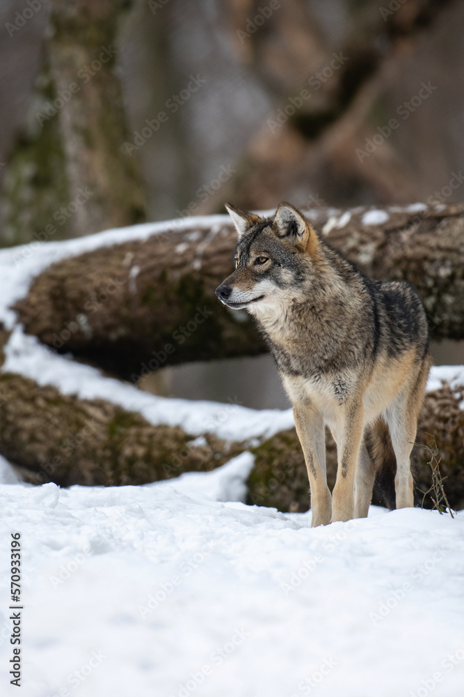 Fototapeta premium Wolf in the forest with winter background