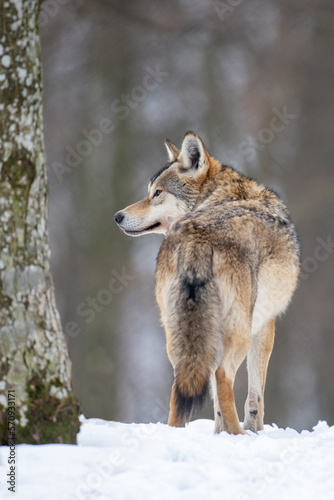 Wolf in the forest with winter background