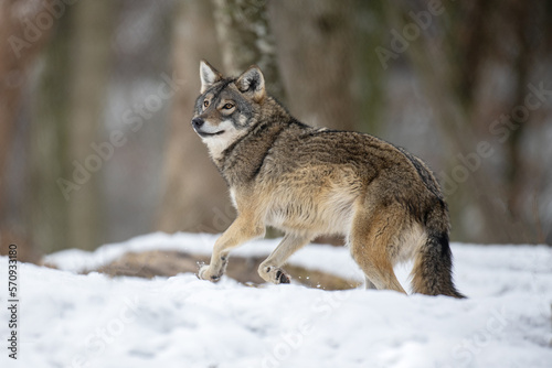 Wolf in the forest with winter background © Pavlo Burdyak