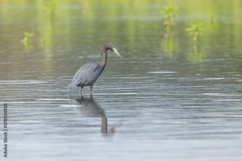 Naklejka premium The little blue heron (Egretta caerulea) is a small heron of the genus Egretta. It is a small, darkly colored heron with a two-toned bill. Juveniles are entirely white.