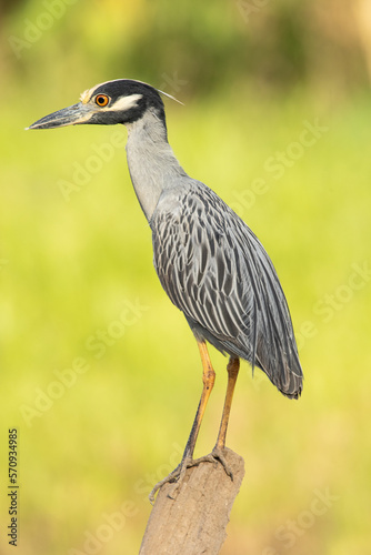 The yellow-crowned night heron (Nyctanassa violacea), is one of two species of night herons found in the Americas, the other one being the black-crowned night heron.