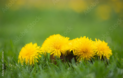 Medicinal dandelion photo