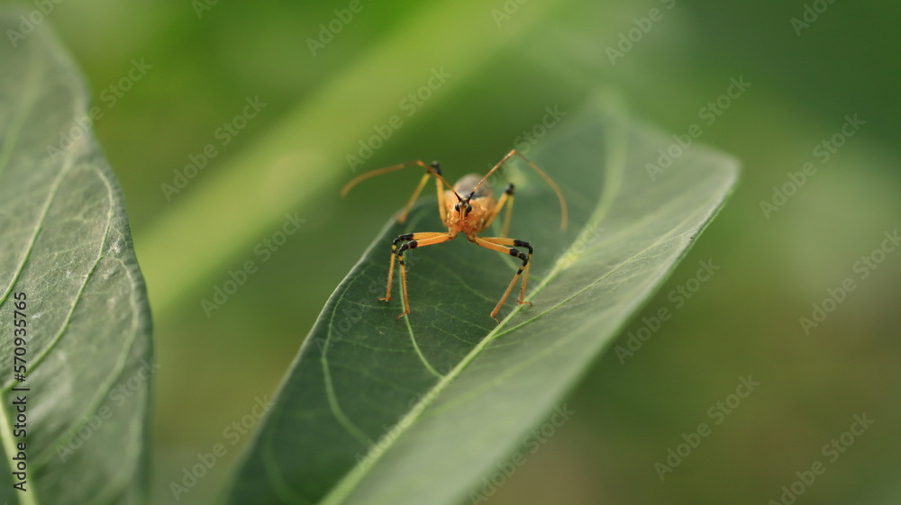 plant pests that are perched on cassava leaves with their two antennas that look dashing plant pests that are perched on cassava leaves with their two antennas that look dashing