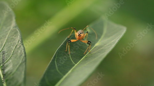 plant pests that are perched on cassava leaves with their two antennas that look dashing © Aresya