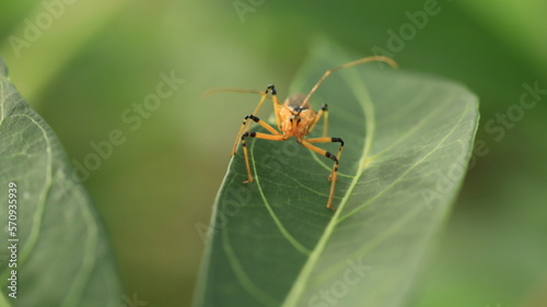 plant pests that are perched on cassava leaves with their two antennas that look dashing © Aresya