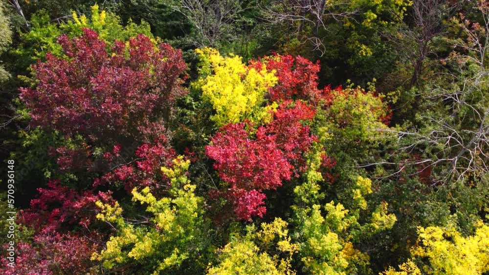 Aerial view of beautiful autumn colorful bright tops of trees. Aerial view of beautiful autumn colorful bright tops of trees.