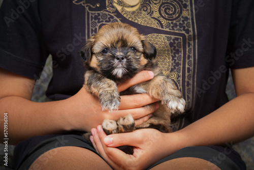 a small newborn puppy held by young girl hands